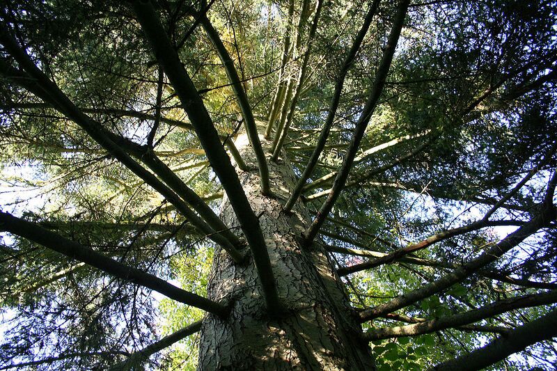 File:1280px-Tsuga heterophylla JPG2.jpg