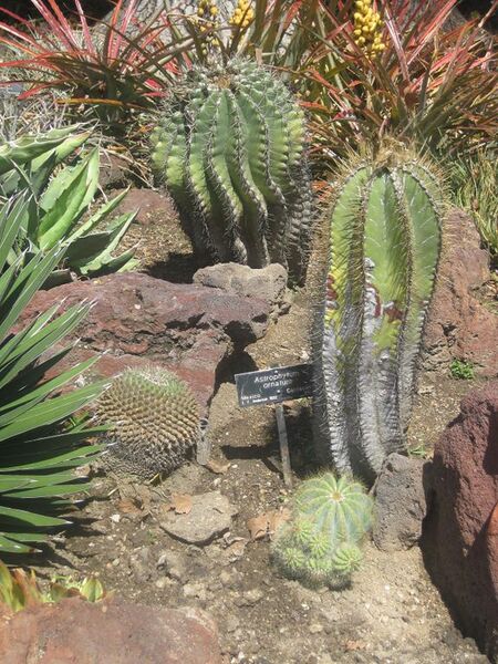 File:576px-IMG 2204 hunt0903.jpg