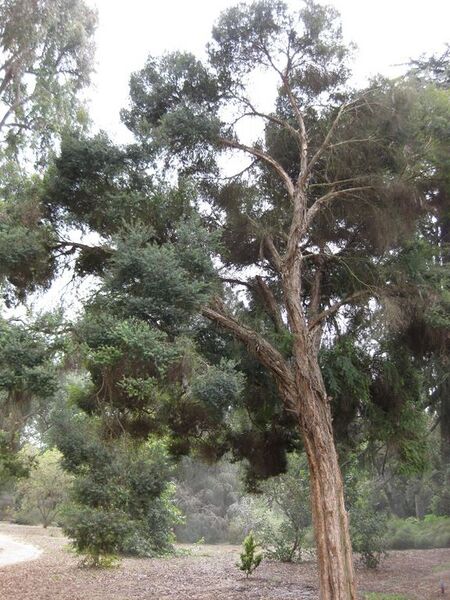 File:576px-IMG 4659 hunt0904.jpg