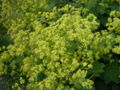 Alchemilla Lady's-mantle