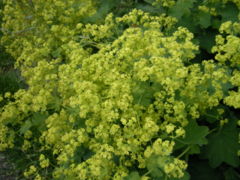 Alchemilla vulgaris