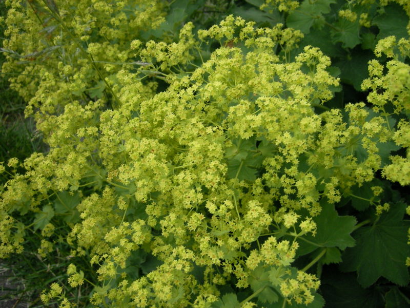 File:Alchemilla055.jpg