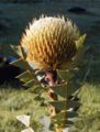 B. baxteri (Birds Nest Banksia)