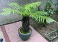 Tree ferns