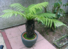 Tasmanian tree fern (Dicksonia antarctica)