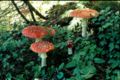 Thumbnail for version as of 06:58, 7 May 2007