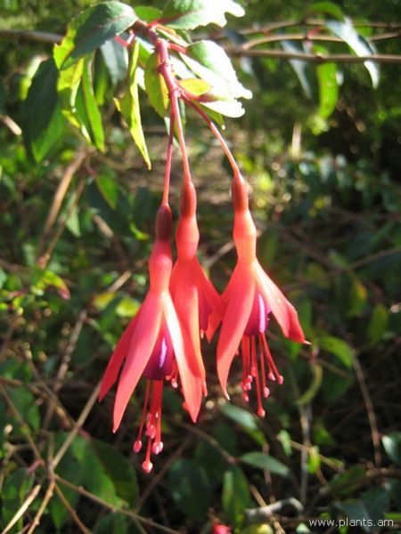 File:Fuchsia-hybr.-corallina-x-hatschbachii-IMG 7044 sfbg0308.jpg