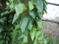 Hedera colchica foliage