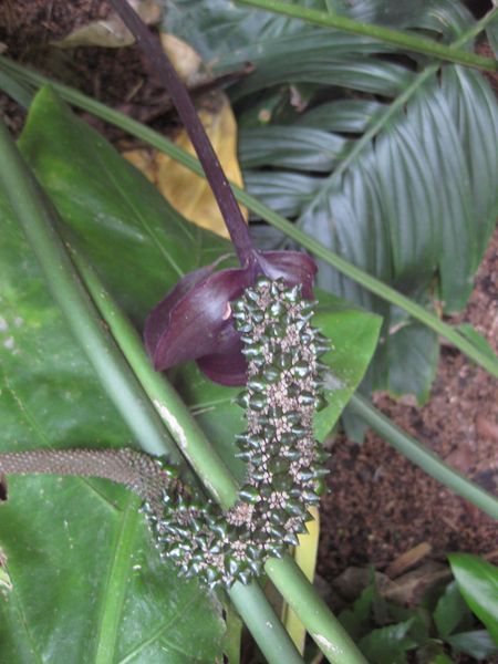 File:IMG 1094 bbg09.jpg