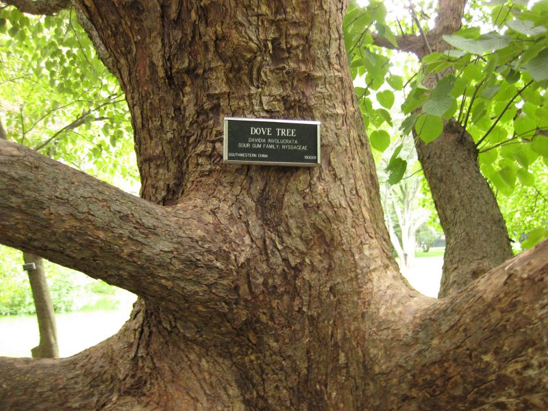 File:IMG 1354 bbg09.jpg