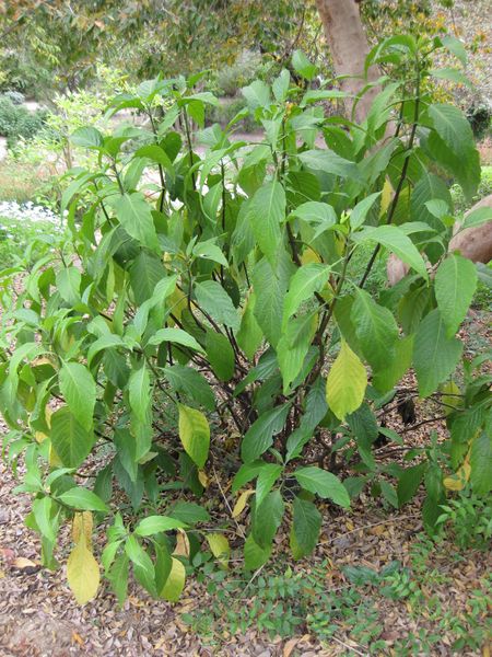 File:IMG 5167 hunt0904.jpg