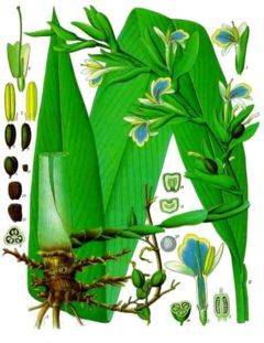 True Cardamom (Elettaria cardamomum)