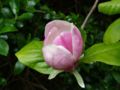 Magnolia x soulangeana flower.