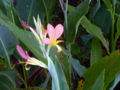 Canna sp. 'pink dancer' in Escambray Mountains, Cuba