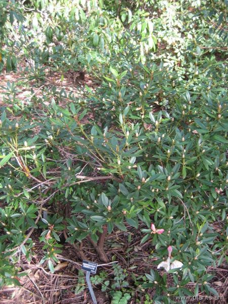 File:Rhododendron iteophyllum-IMG 7183 sfbg0308.jpg