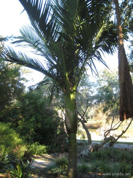 File:Rhopalostylis baueri-norfolk island palm-IMG 6961 sfbg0308.jpg