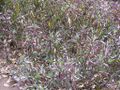 Thumbnail for version as of 09:59, 29 April 2025