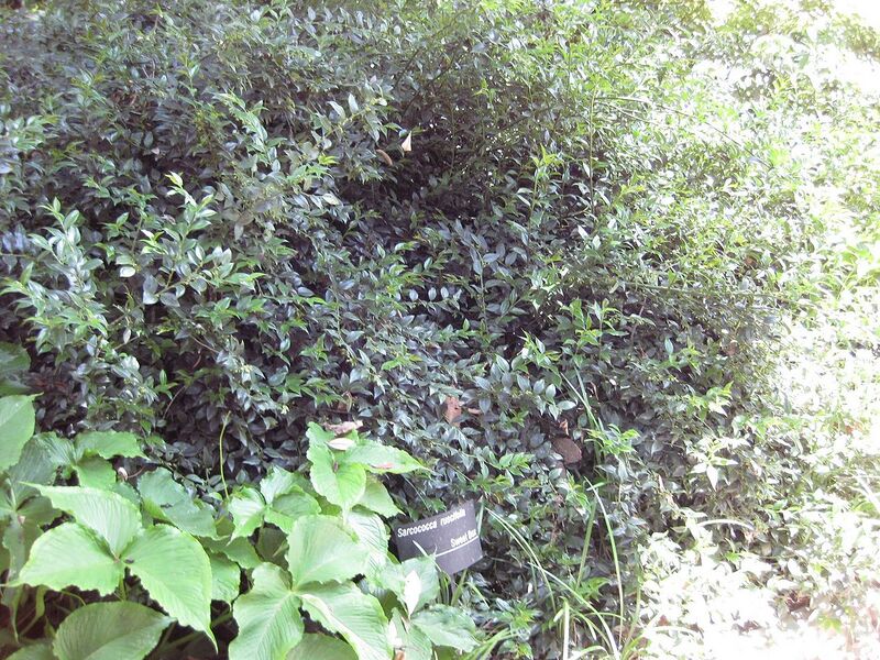 File:1280px-Gardenology.org-IMG 0049 rbgm10dec.jpg