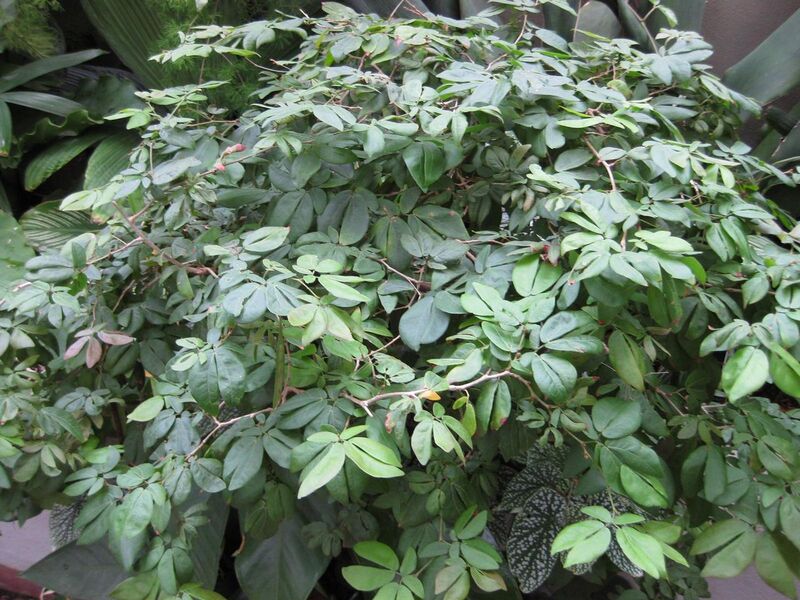 File:1280px-IMG 1036 bbg09.jpg