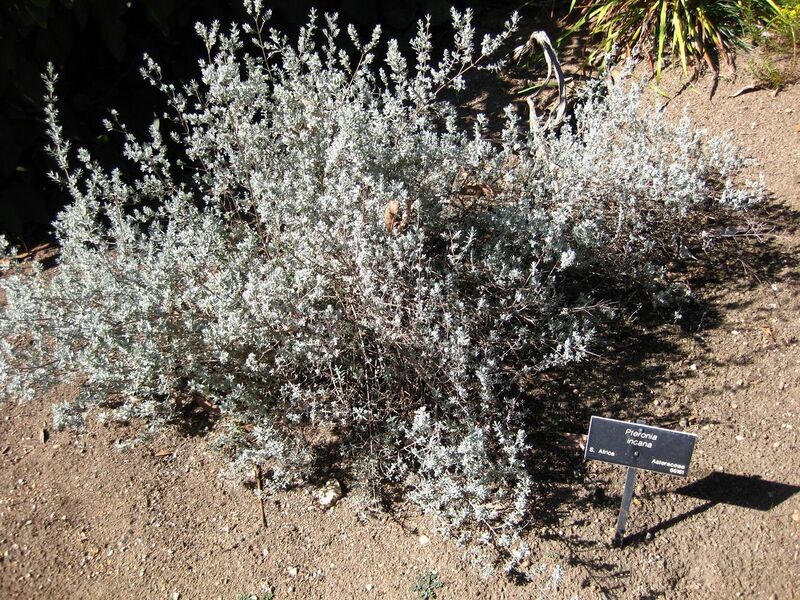 File:1280px-IMG 2080 hunt09oct.jpg