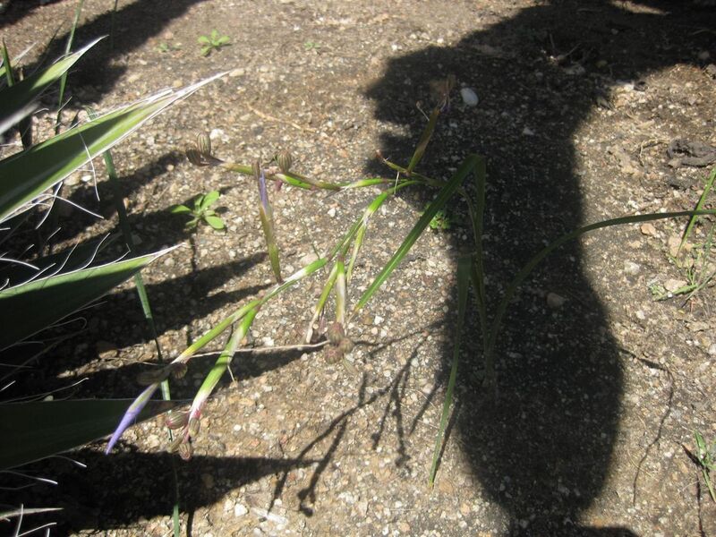 File:1280px-IMG 2303 hunt0903.jpg