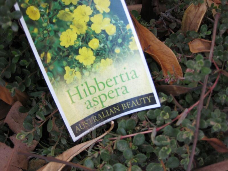 File:1280px-IMG 2750 ucla09.jpg