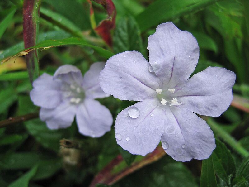 File:1280px-Wild Petunia Flower 5.JPG