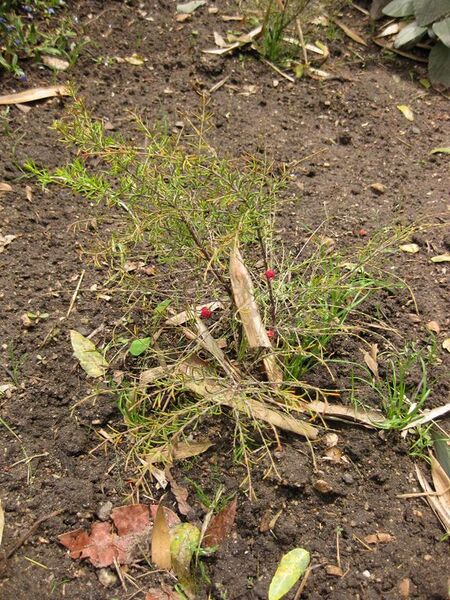 File:576px-IMG 7267 hunt09jun.jpg