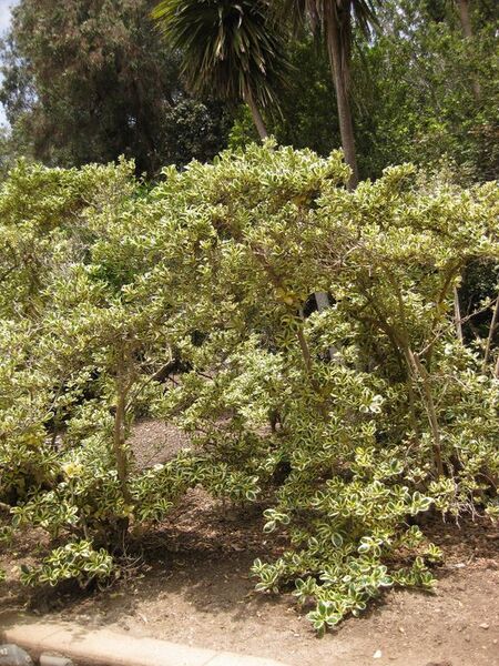 File:576px-IMG 7343 hunt09jun.jpg