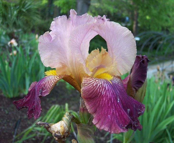 File:935px-Iris 'Mary Todd'.jpg