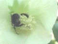 Gossypium hirsutum flower with bumblebee pollinator, Hemingway, South Carolina