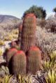 Ferocactus pilosus (Mexican Lime Cactus)