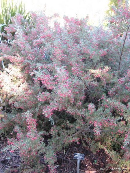 File:Grevillea lavandulacea-penola-IMG 6958 sfbg0308.jpg