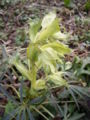 Thumbnail for version as of 14:31, 14 April 2007