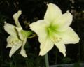 Hippeastrum 'Lemon-Lime'