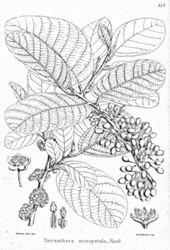 Litsea monopetala Illustration