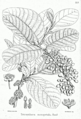 Thumbnail for version as of 09:59, 15 October 2007
