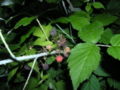 Wild Purple Raspberries