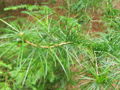 Sciadopitys verticillata foliage