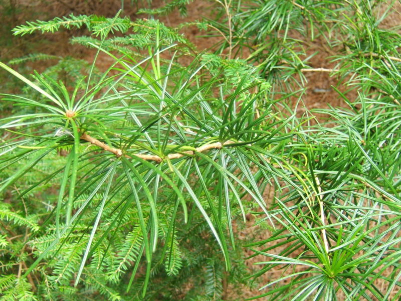 File:Sciadopitys verticillata1.jpg