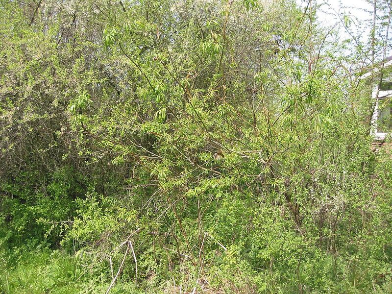 File:1024px-Bandwilg Salix 'Sekka' struik.jpg