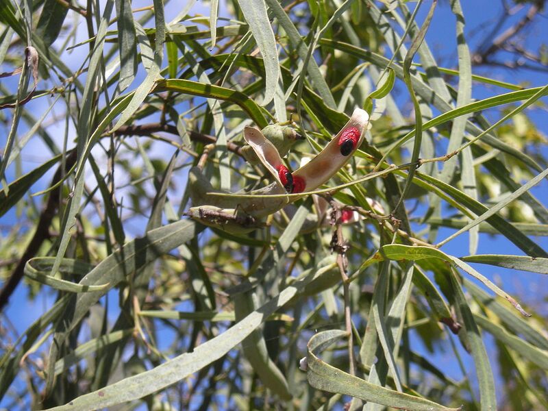 File:1280px-Acacia salicina pod.jpg