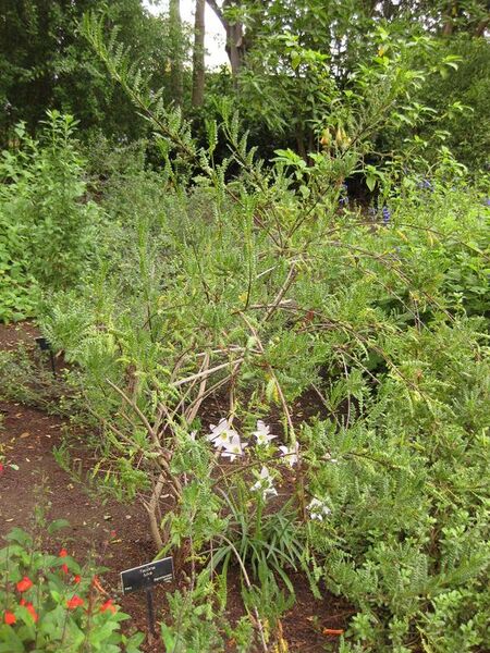 File:576px-IMG 7056 hunt09jun.jpg