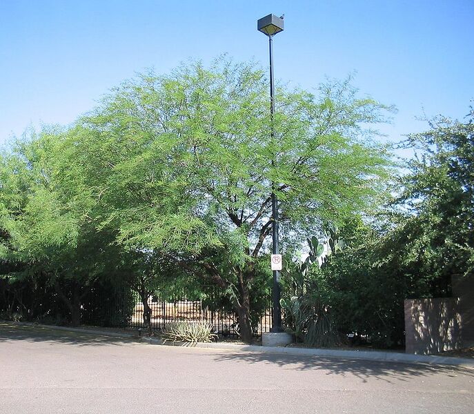 File:880px-Acacia-berlandieri-habit.jpg
