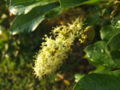 Thumbnail for version as of 12:12, 10 November 2007