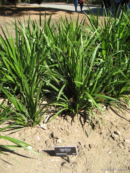 File:Anigozanthos-gold fever-IMG 0641 hunt07.jpg