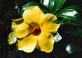 Allamanda cathartica