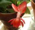 Schlumbergera x buckleyi