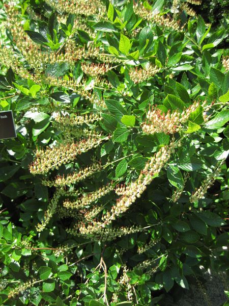 File:IMG 0071 nybg09.jpg