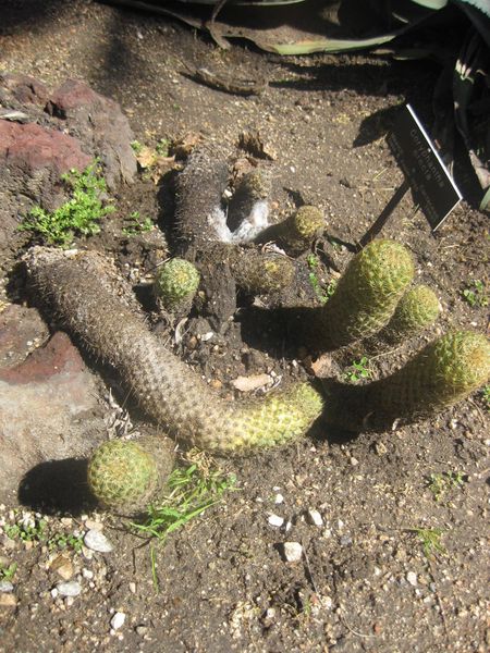 File:IMG 2170 hunt0903.jpg